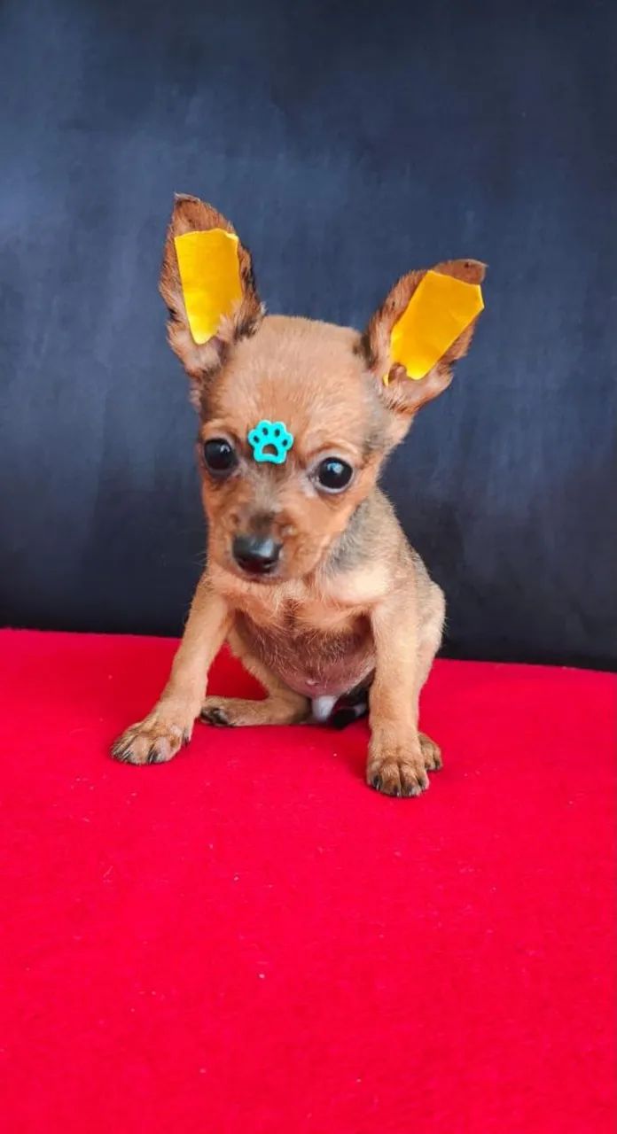 Pinscher, lindos bebes 