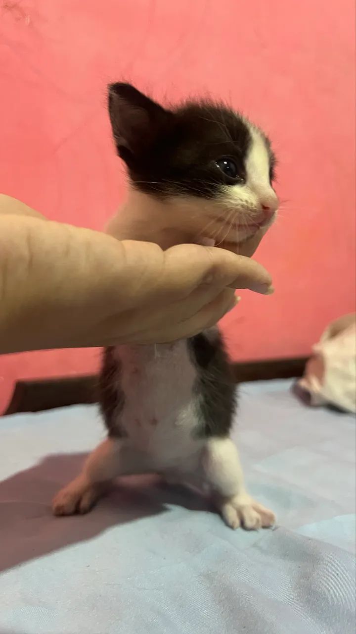 Gatos  - Foto 2