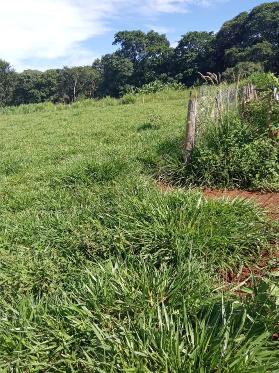 Chácara à Venda em Santa Maria - GO - Foto 5