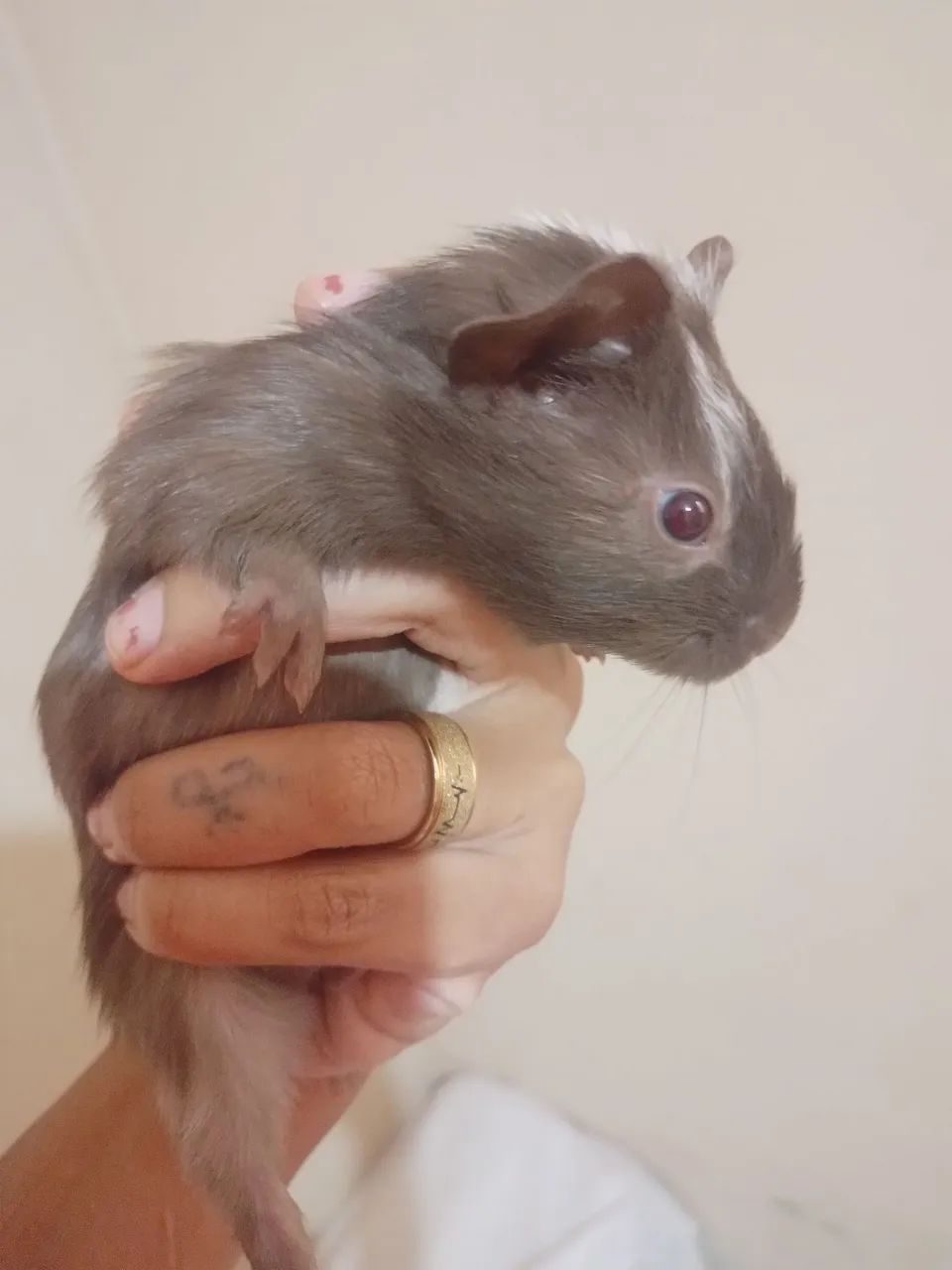 Animais - Foto 2