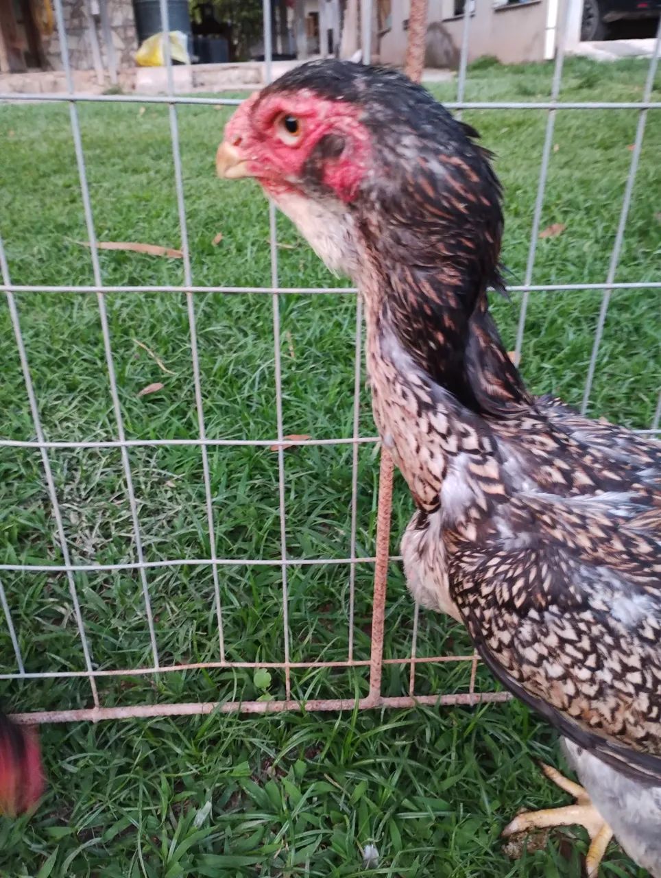  Casal de frango Calcuta  - Foto 4
