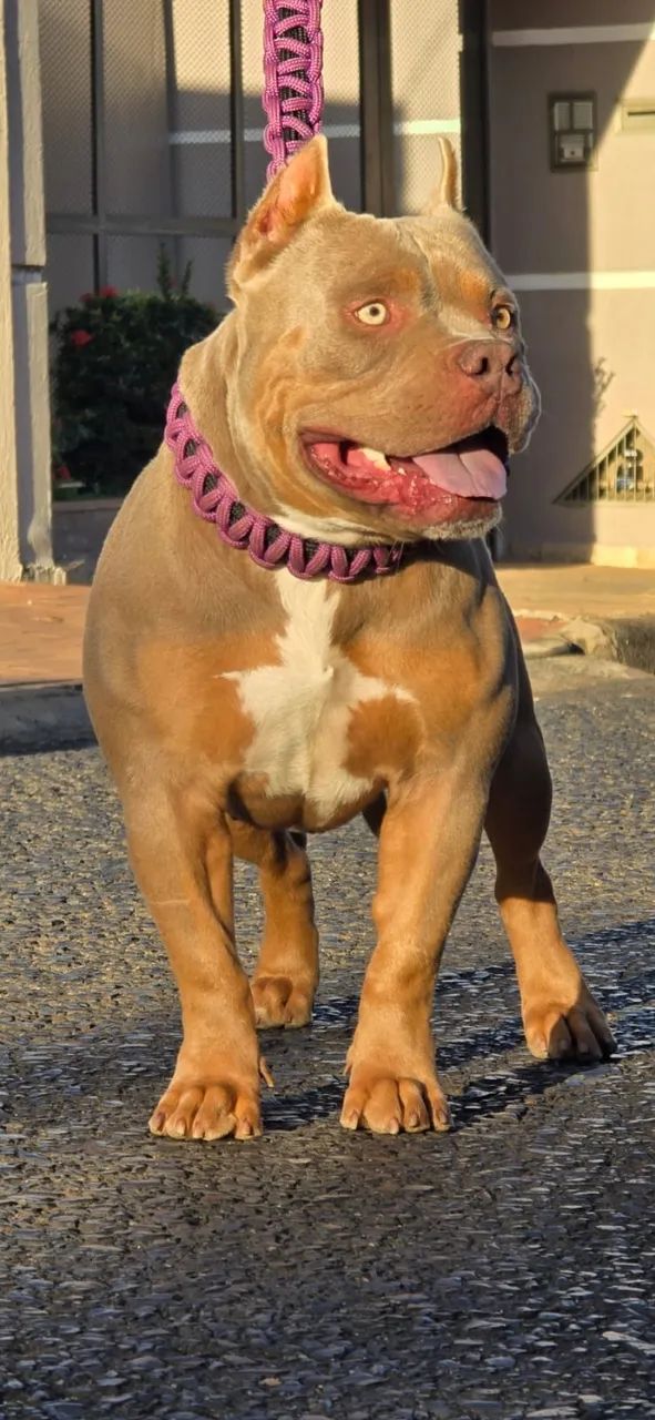 American Bully - Foto 3