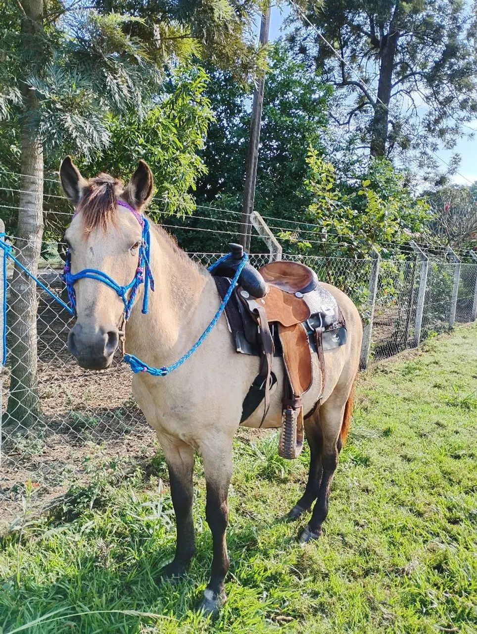 Cavalo Manso