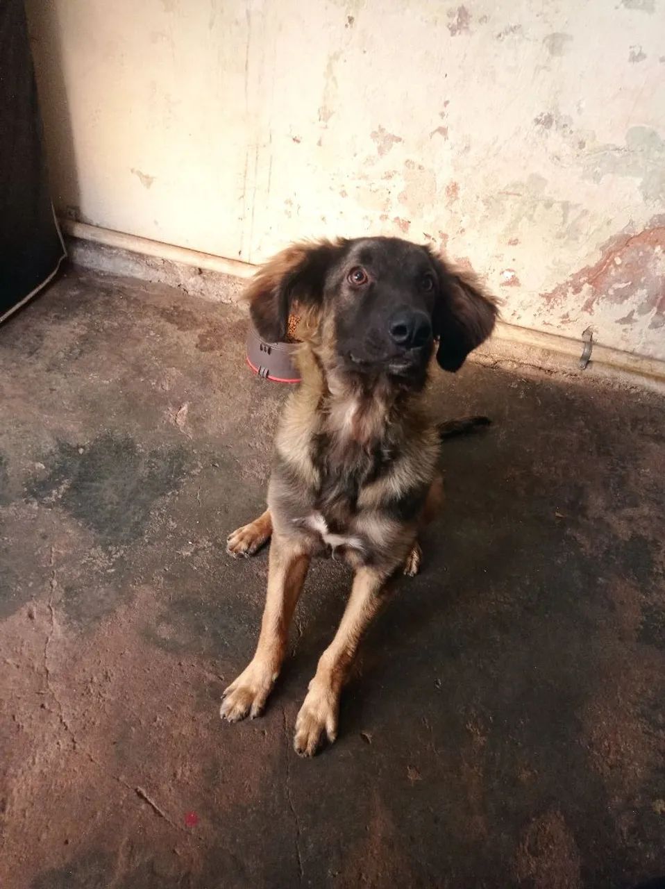 Cachorro pastoreio bom de caça , 7 meses  - Foto 2