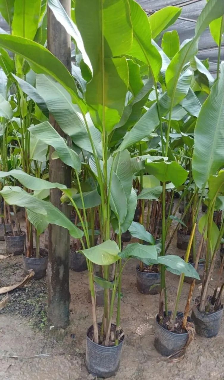 ? Parceria para Fornecimento de Plantas Ornamentais<br> - Foto 4