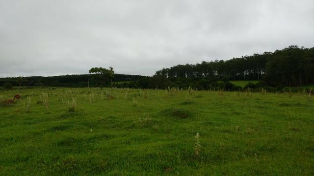 Otima fazenda com 73 alqueires na regiao de itapetininga - Foto 7