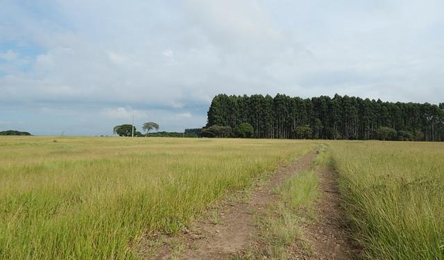 Otima fazenda com 73 alqueires na regiao de itapetininga - Foto 11
