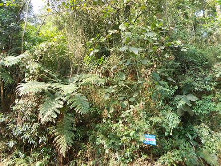 Terreno à venda em Serra da cantareira, São paulo cod:144824 - Foto 4
