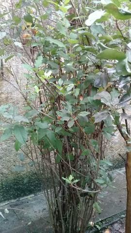 Mudas frutíferas - Foto 2