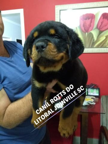 Netos do alemão campeão karlo vom bruchgraben