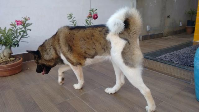 Akita Americano - Foto 2