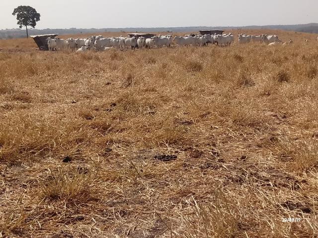 Fazenda 1.456 hectares para Pecuária apos a Guia há 66 km de Cuiabá - Foto 16