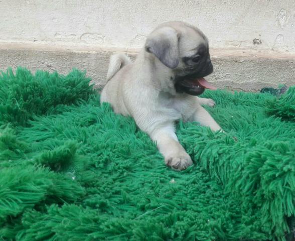 Fêmea de Pug - Foto 4