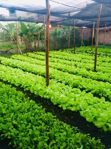 VENDA de alface/rúcula/chicória orgânico ? - Foto 4