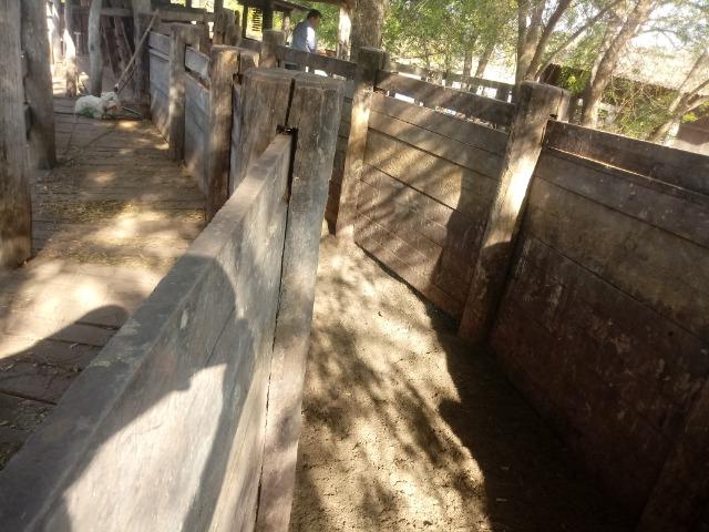 Fazenda 1455 hectares, em Acorizal, formado 900 hec - Foto 3