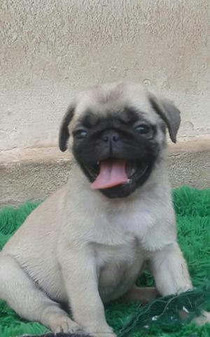 Fêmea de Pug