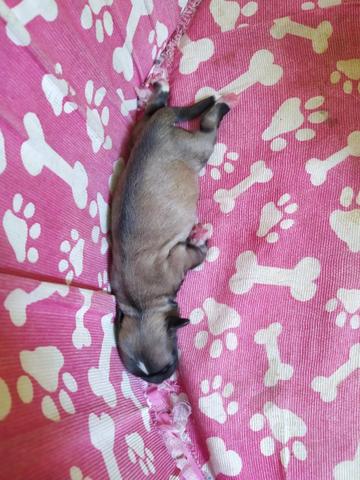 Lindos filhotes de Lhasa-aqso macho pra reseva 350 - Foto 2