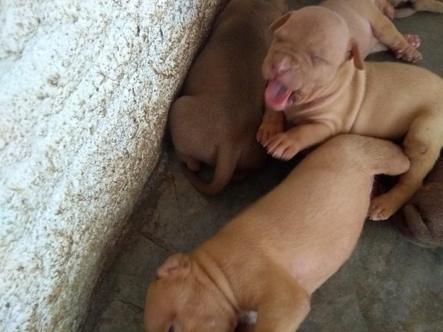 Filhote de Pit bull red nose - Foto 5