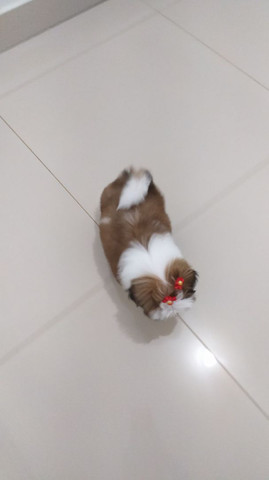 Lindos filhotes de mini Shih Tzu c acompanhamento veterinário grátis puros