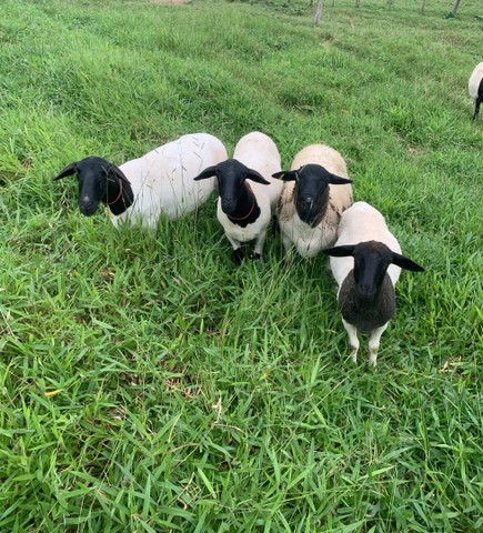 Carneiro ovelha Dorper  - Foto 5