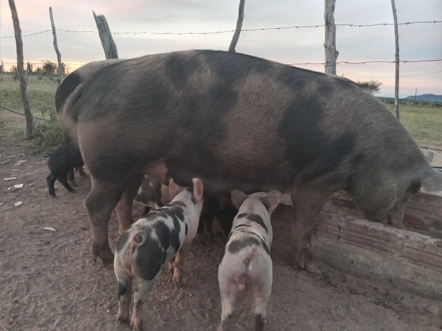 Vendo suínos 