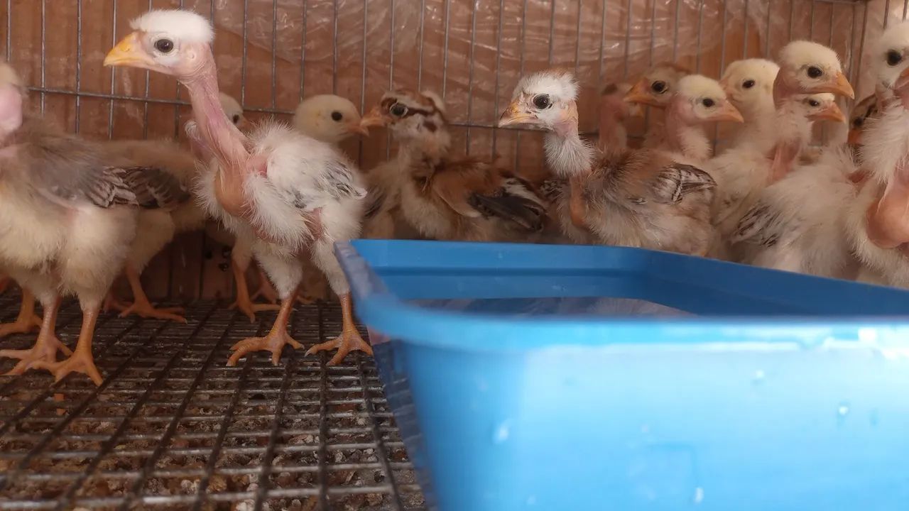 Pintos Polaco Gigante 