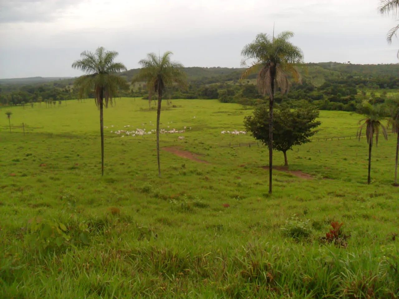 Fazenda em Aparecida do Rio Negro. 28 alqueires. - Foto 2
