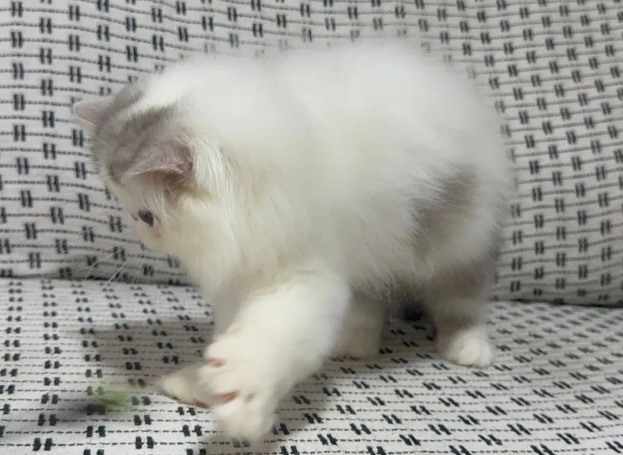 Gatinho persa lindo e dócil com pedigree  - Foto 3