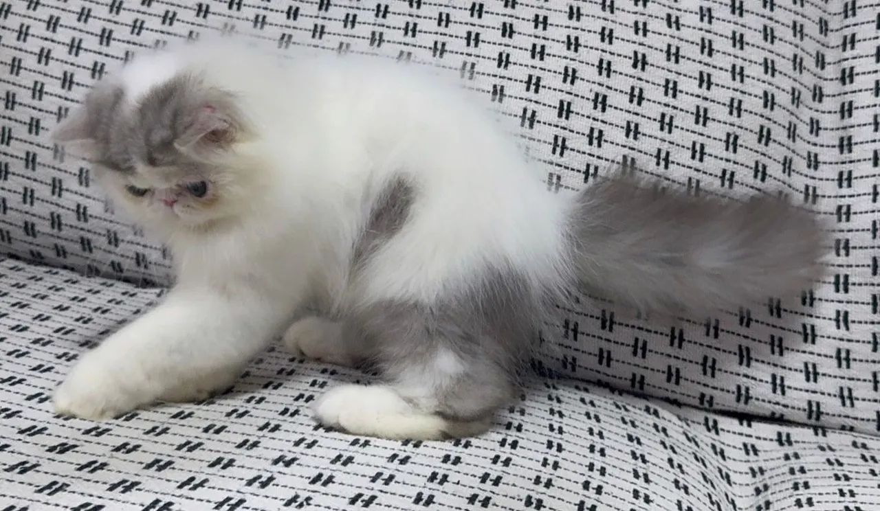 Gatinho persa lindo e dócil com pedigree 