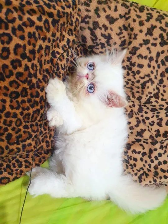 Filhote de gato persa-Guardiões do Vale