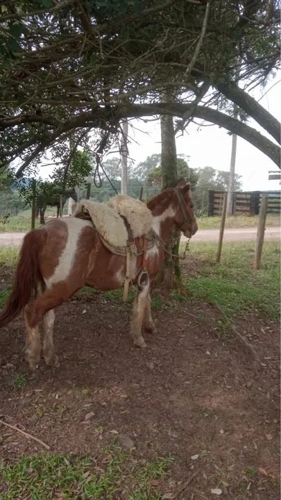 Cavalo pitiço encilhado - Foto 2