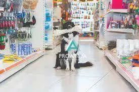 Pet Shop no Bairro Assunção em São Bernardo do Campo - Foto 5