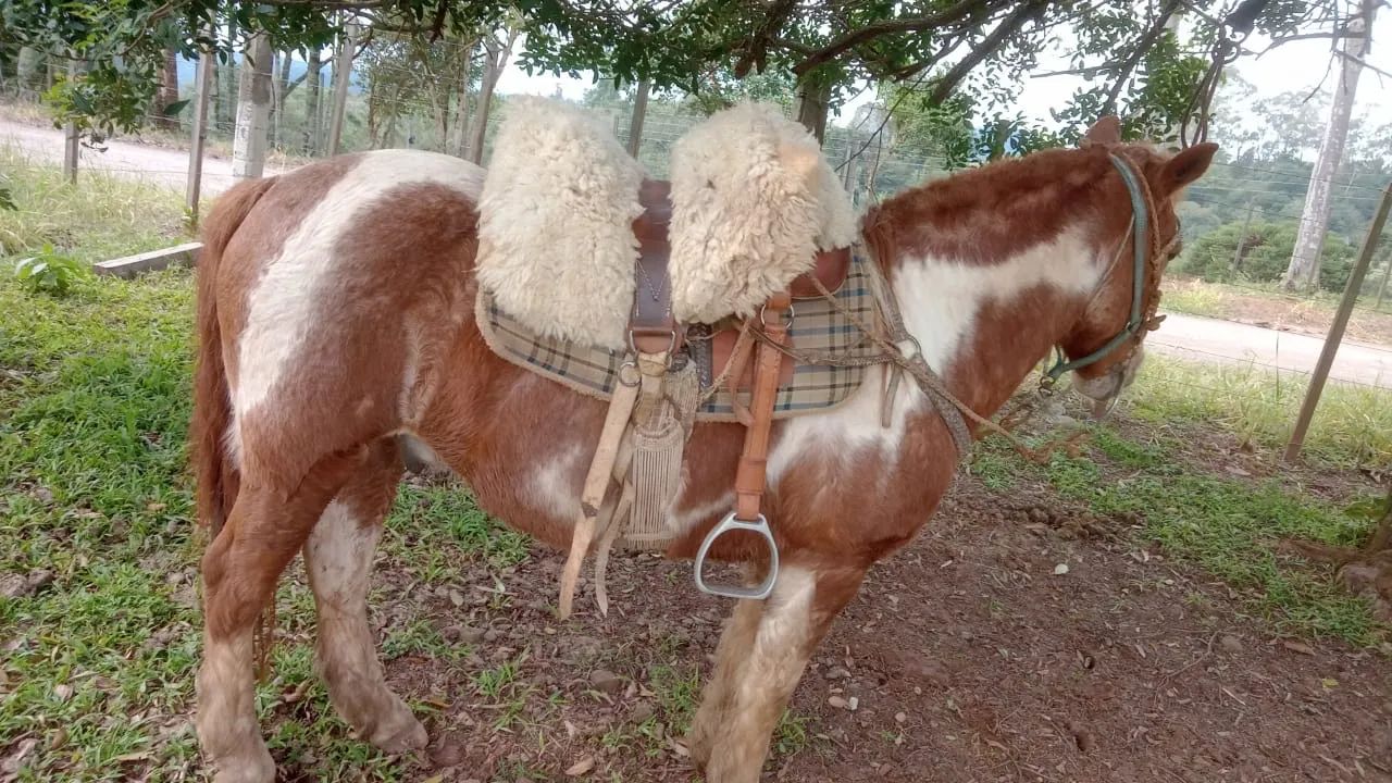 Cavalo pitiço encilhado - Foto 6