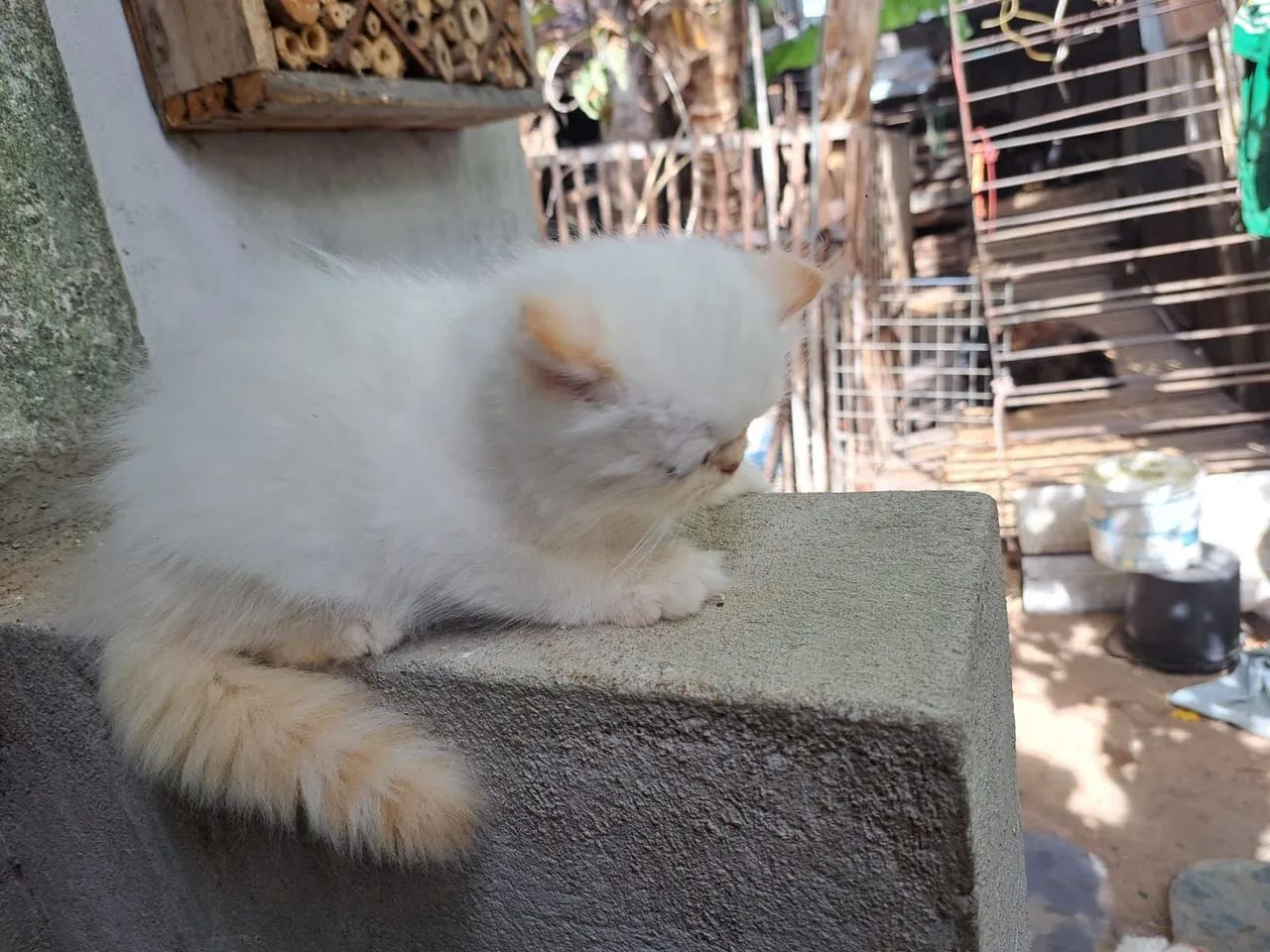 Gatinho persa show padrão  com 60 dias de vida super dócil e brincalhão  - Foto 4