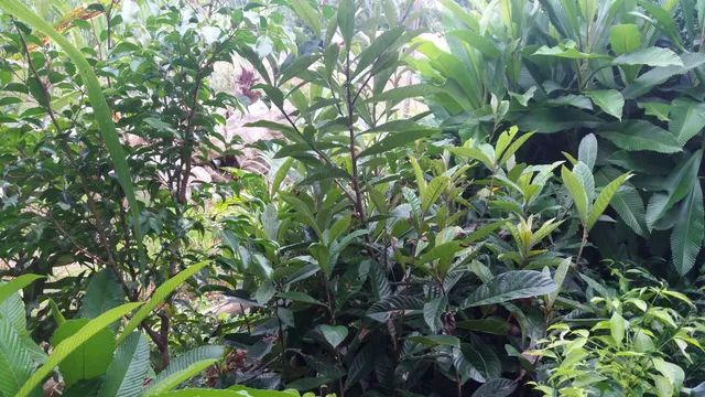 Vendo mudas de frutrificas e outras. - Foto 2