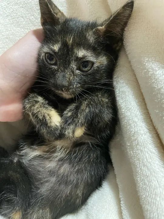 Gata para doação  - Foto 5