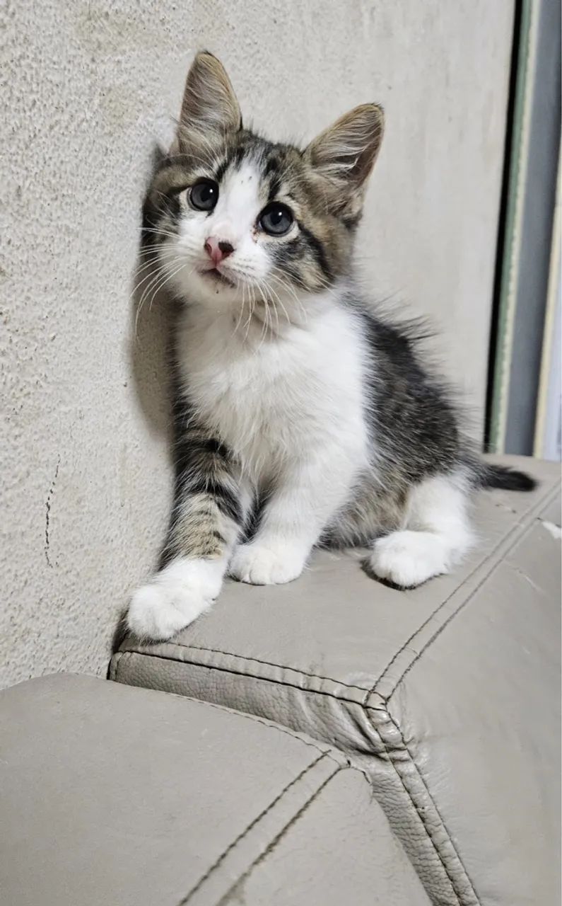 Gatinho macho  - Foto 3