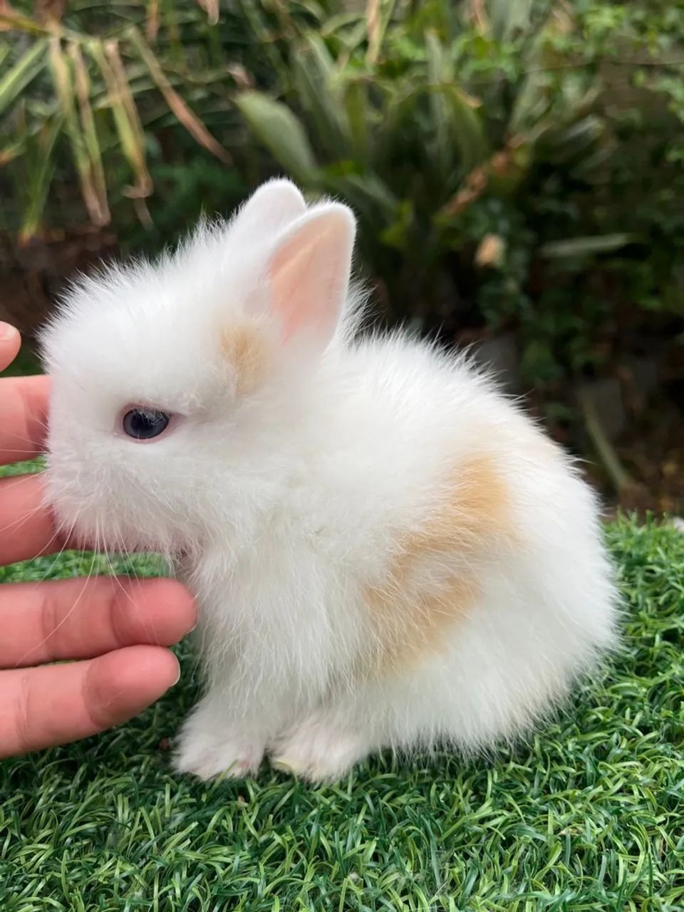 LION HEAD - FILHOTE - Foto 4