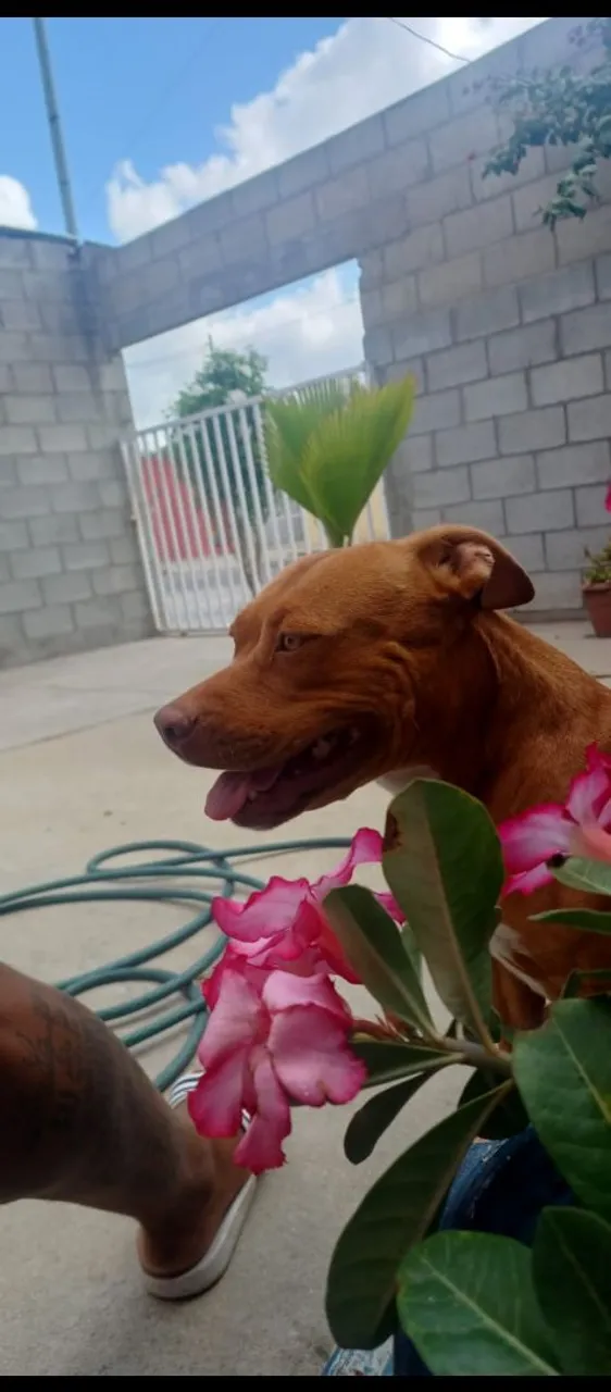 Pitbull Marrom - Cão Adorável à Procura de um Lar