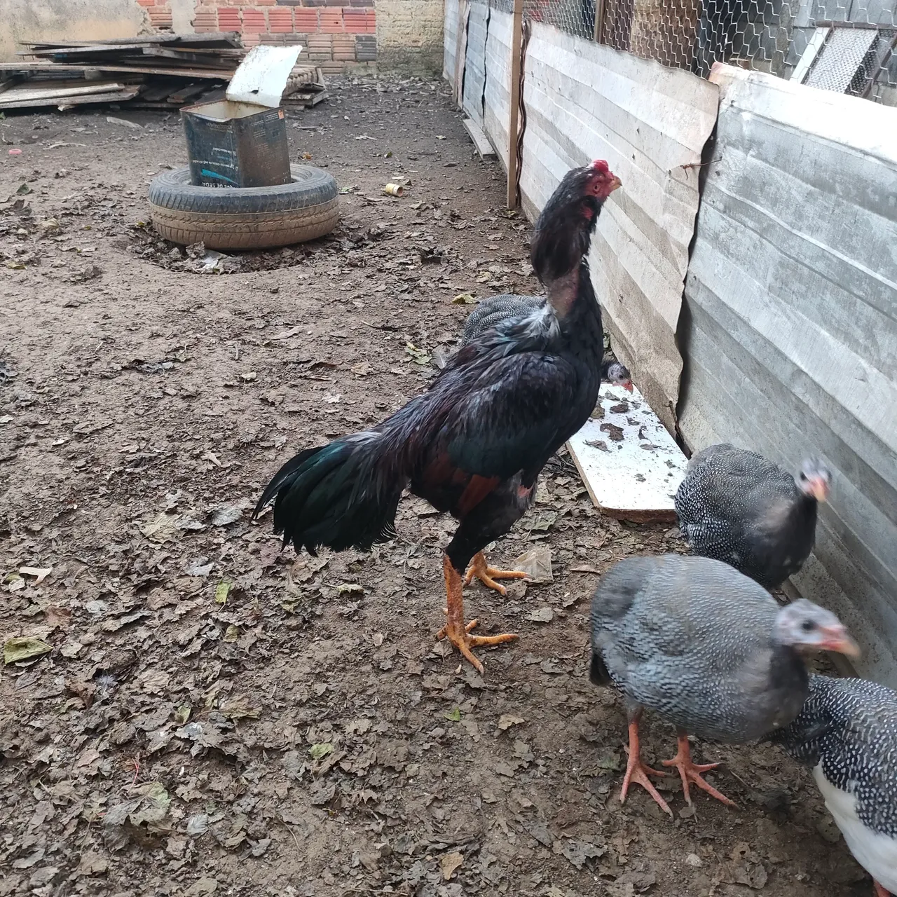 Vendo um galo índio