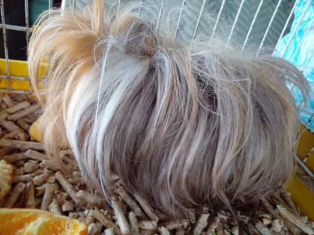 Porquinho da India, Alpaca, Sheltie, Peruano, Abissinio, Inglês, Angora, em Imbé RS - Foto 3