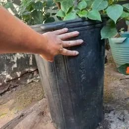 LONGAN FRUTIFERA COM 1,5M RETIRAR EM SOBRADINHO - Foto 4