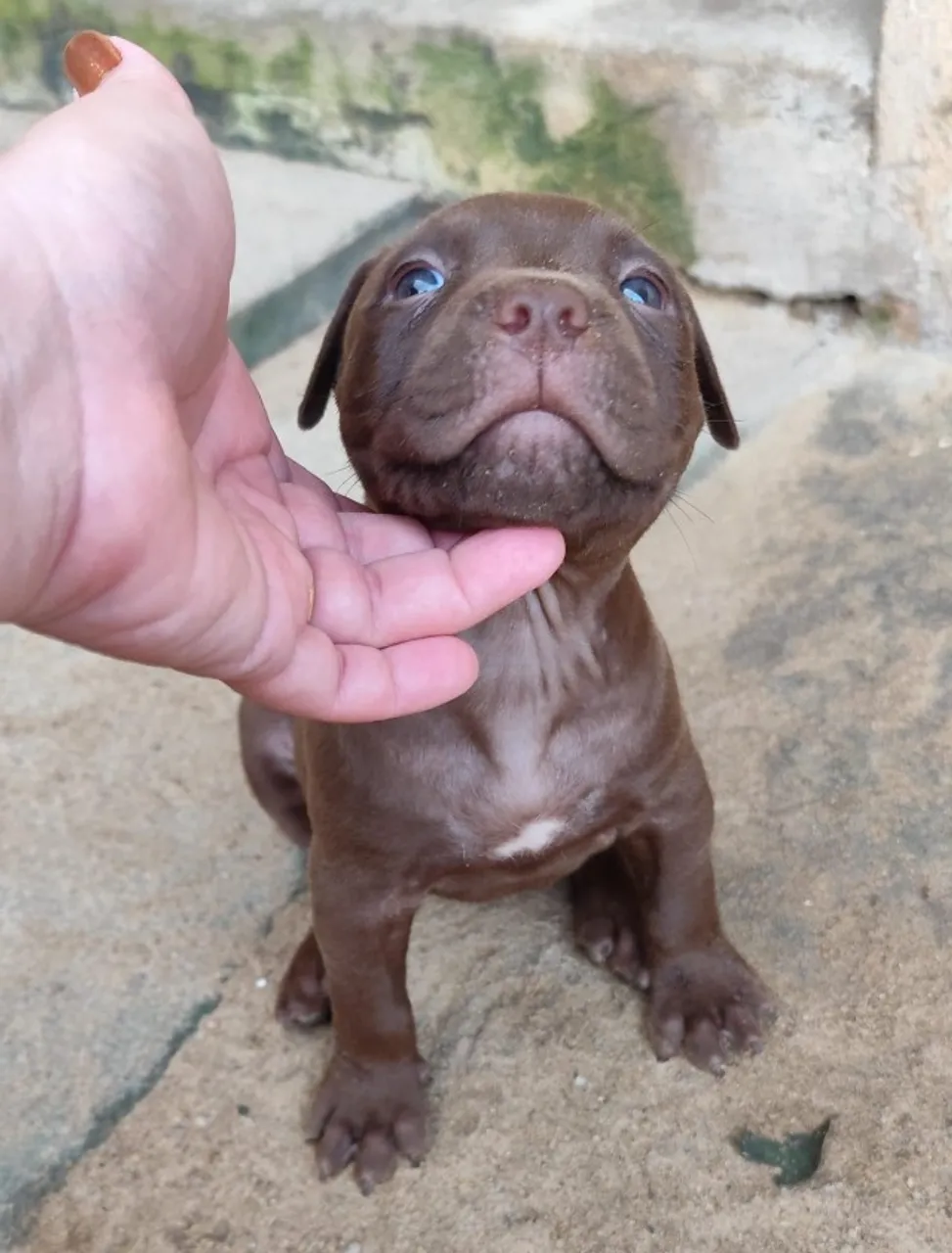 Filhote de Pitbull