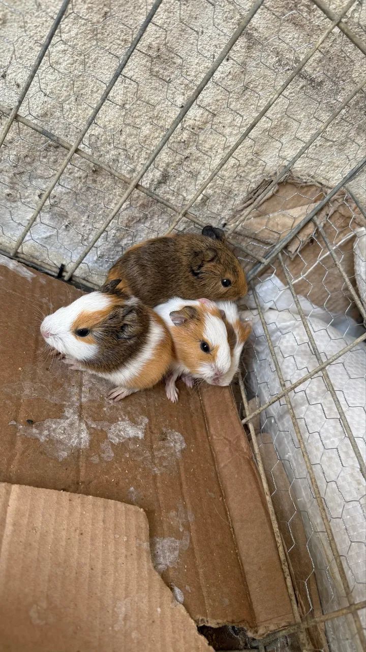 Porquinho da Índia filhote  - Foto 2