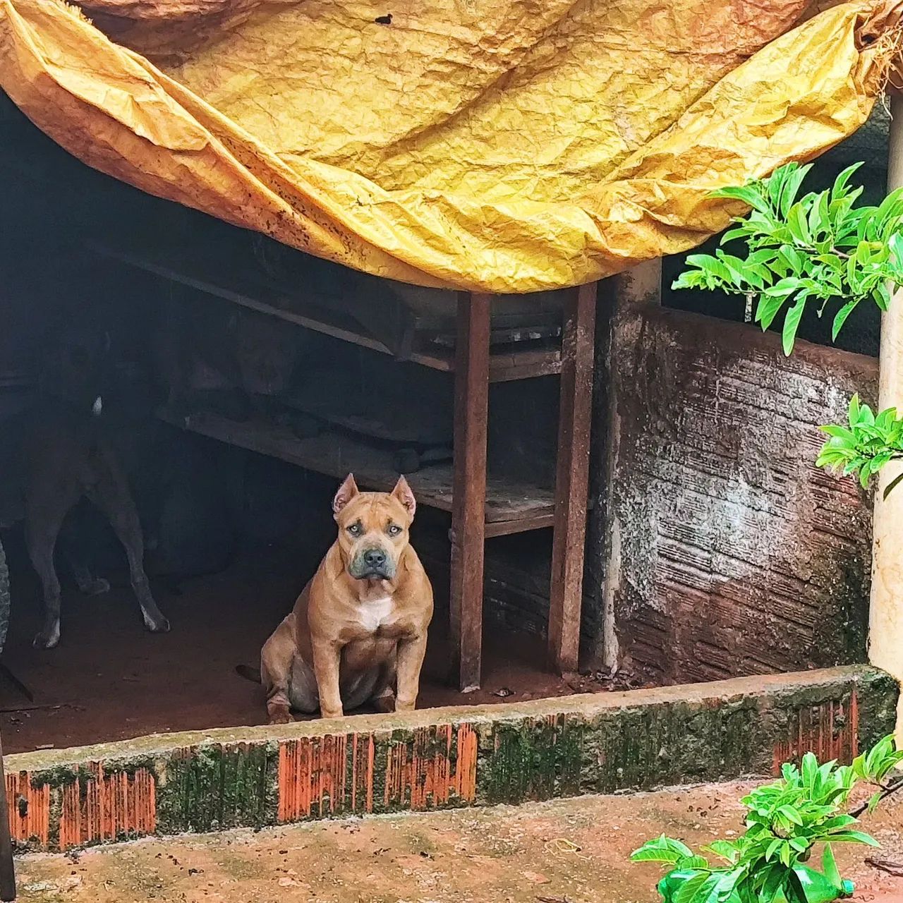 Filhote Pit Monster fêmea   - Foto 4