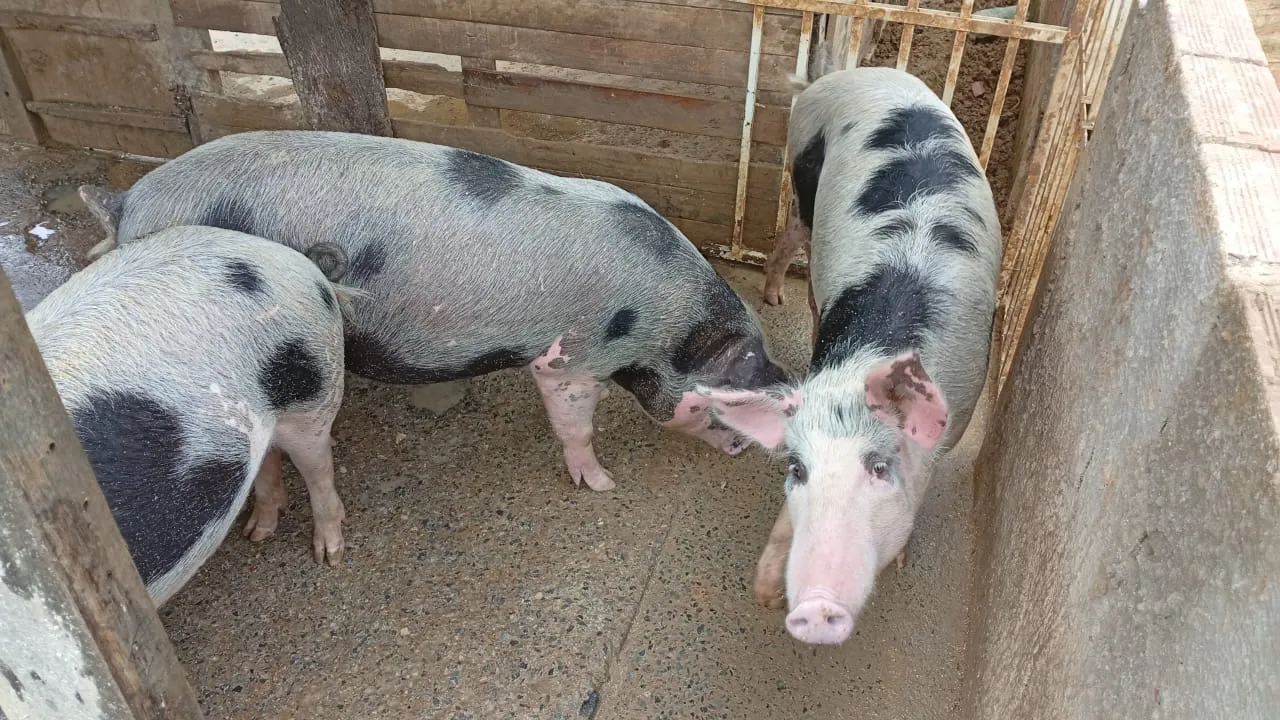 Porco Caipira na faixa de 70 a 90 kilos