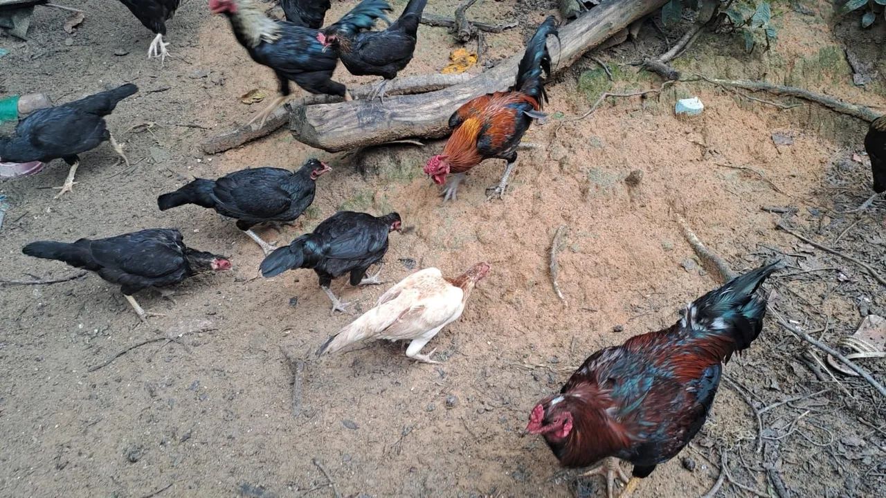 Có có có có, venham conhecer nossa criação de aves - Foto 3