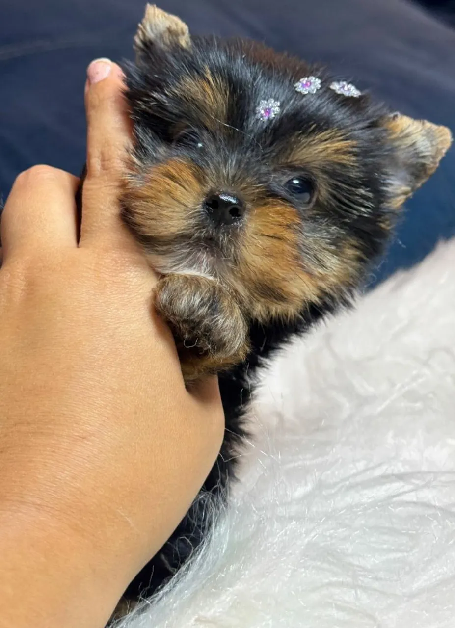 Belíssimo filhote raça yorkshire terrier miudinho