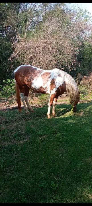 Linda egua quarto de milha  - Foto 4