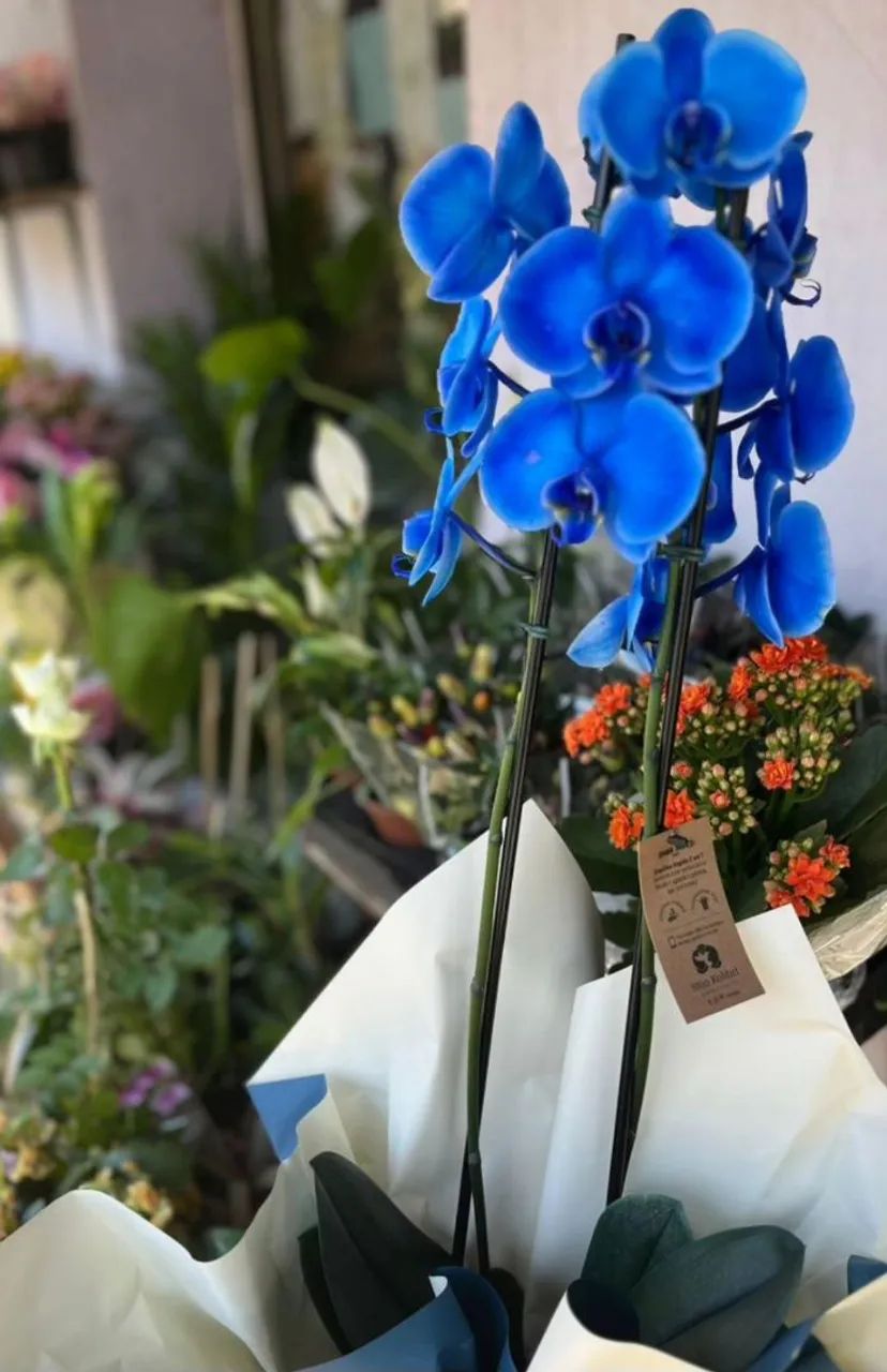 Lindas Orquídeas - Várias Cores e Espécies  - Foto 3